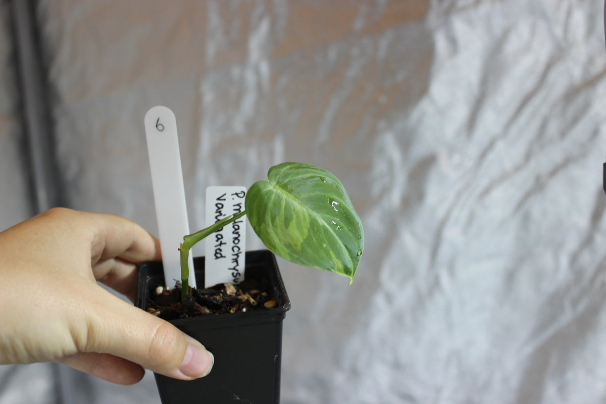 Philodendron melanochrysum variegated