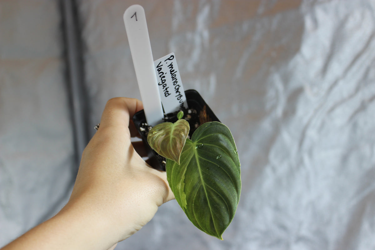 Philodendron melanochrysum variegated