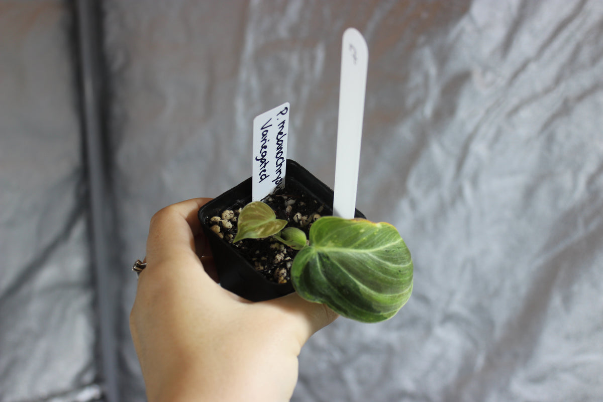 Philodendron melanochrysum variegated