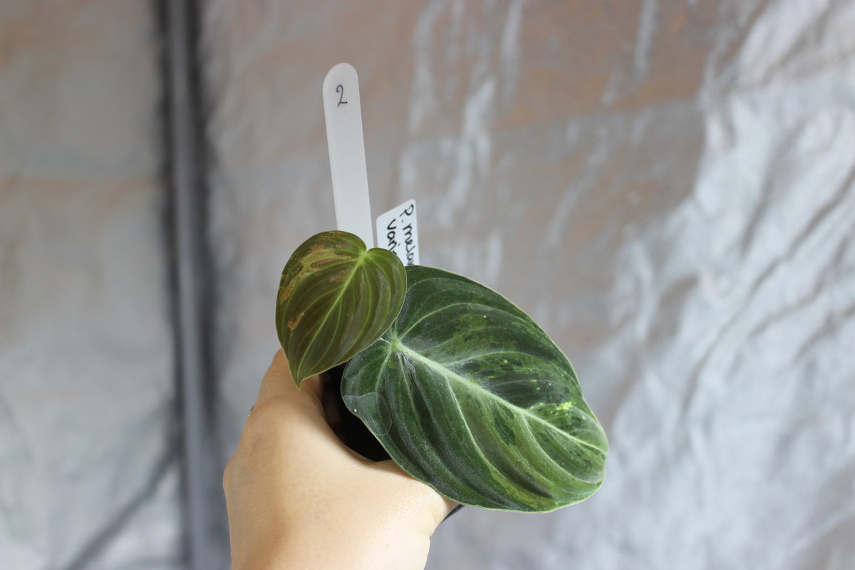 Philodendron melanochrysum variegated