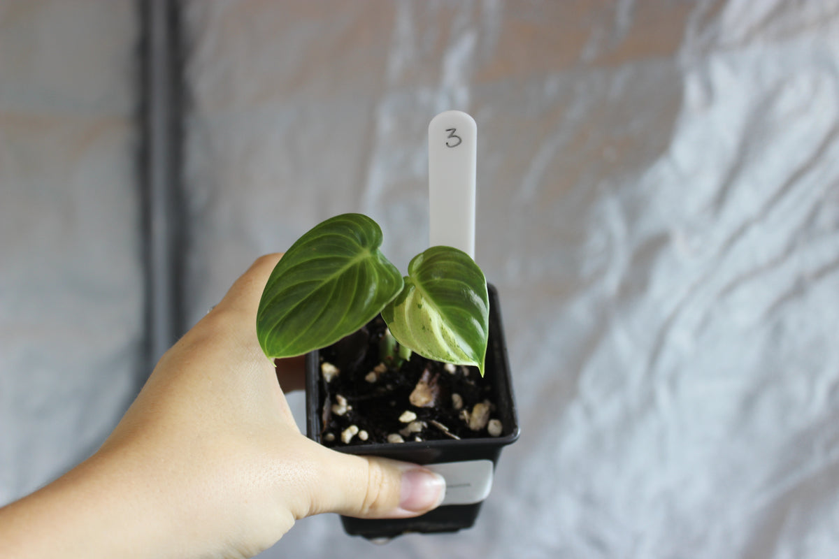 Philodendron melanochrysum variegated