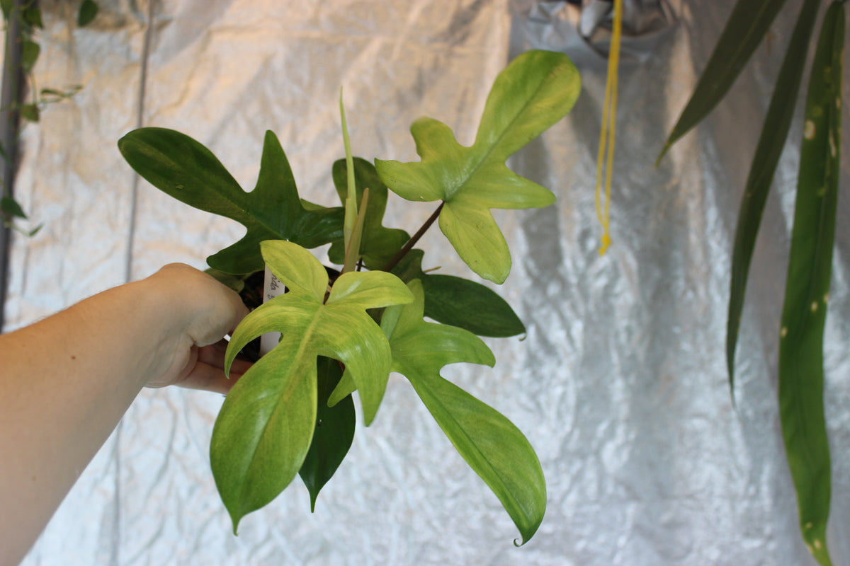 Philodendron Florida Ghost