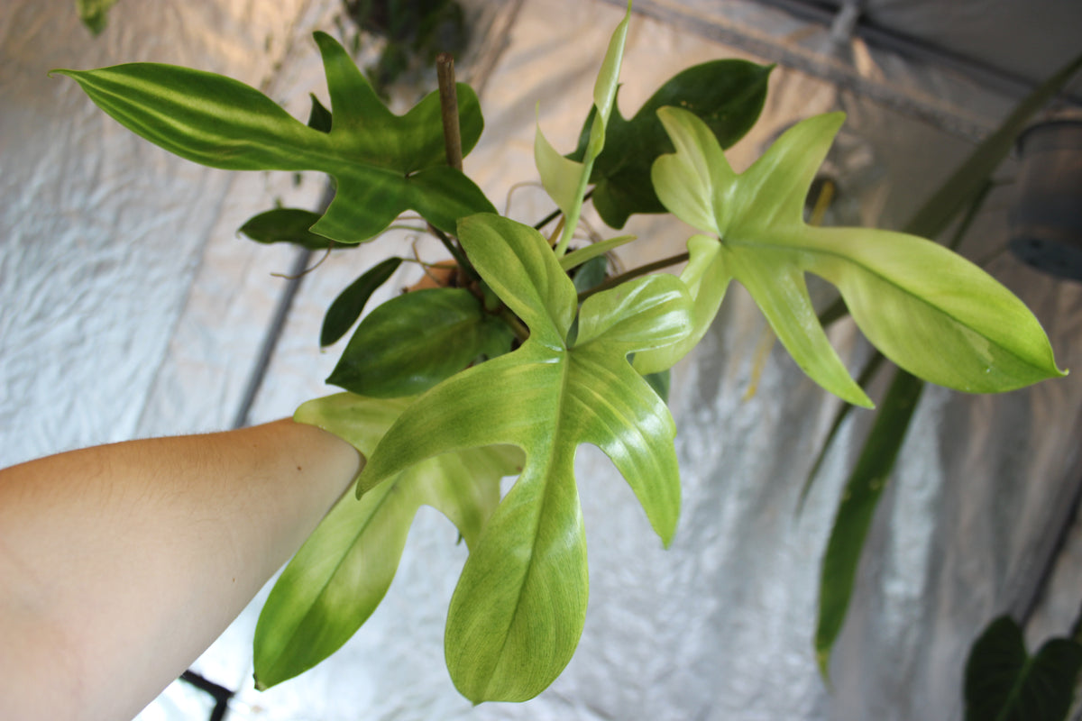 Philodendron Florida Ghost