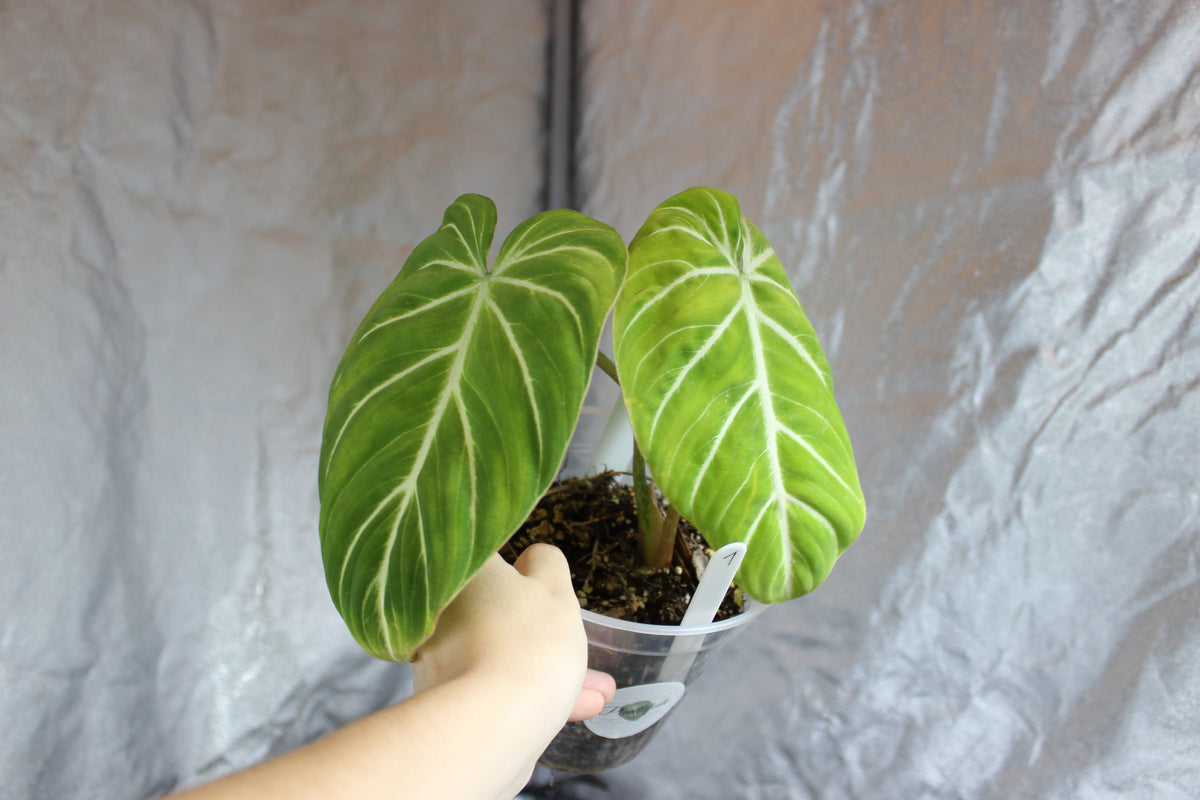 Philodendron gloriosum "white veins"
