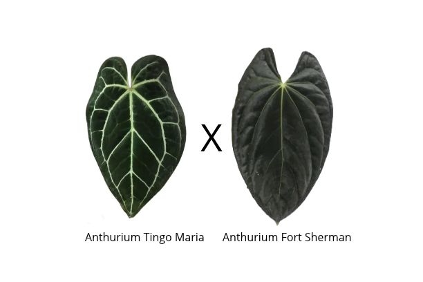 Anthurium Tingo Maria x Fort Sherman
