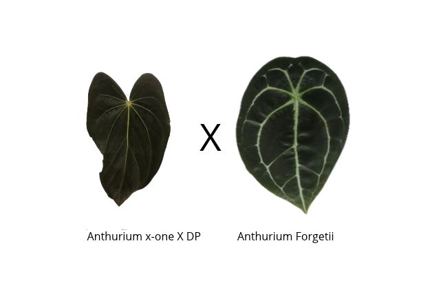 Anthurium (x-one x Dark Phoenix) x forgetii