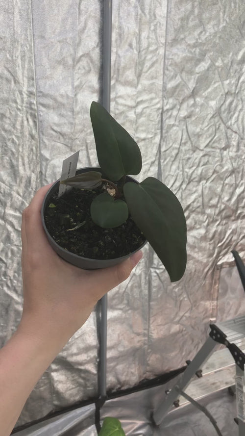Buy Rare Plants & Cuttings Online | PlantlifeDK  Plantlifedk